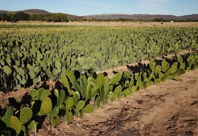 Foto mostra lavoura de palma forrageira