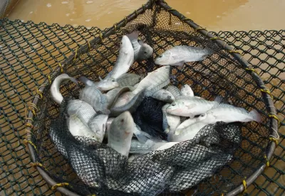 peixes dentro da rede de pescar