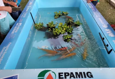 Piscina de peixes ornamentais Epamig