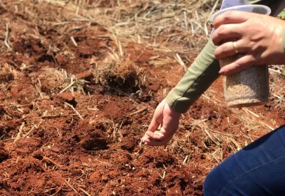 Foto mostra o plantio de arroz, com a semente sendo jogada na terra