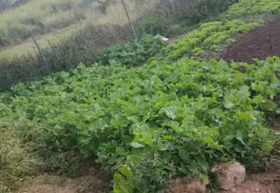 a imagem possuí hortaliças no campo de cultivo