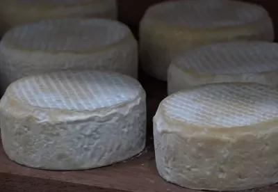 Foto mostra o Queijo Minas Artesanal da Região da Serra da Ibitipoca