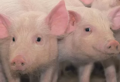 dois porcos olhando pra câmera