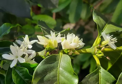 folhas verdades com o fruto do café na cor branca