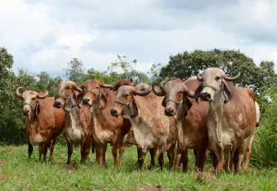 vacas e bois no pasto