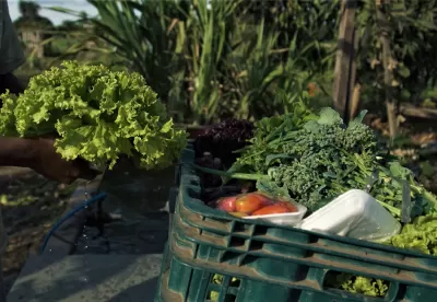 uma mão segurando um alface a esquerda e na direita da imagem um caixote cheio de verduras