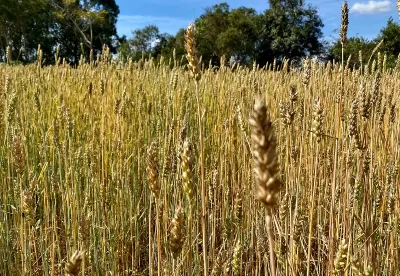 Imagem de plantação de trigo forrageiro no município de Conceição da Barra de Minas