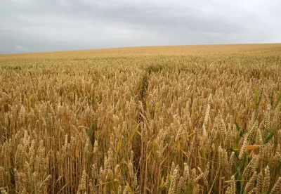 plantação de trigo