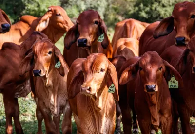 Imagem de um rebanho bovino