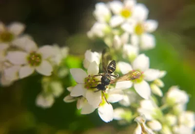 mosquito pousado em cima de flores