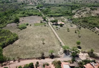 Vista área de área cultivada com Palma Forrageira
