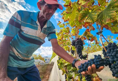 Agricultor exibe um cacho de uvas na mão em uma vitivinicultura.