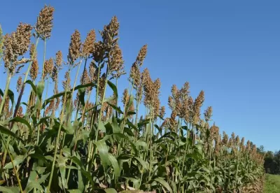Imagem de sorgo