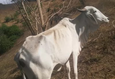 Imagem de gado em um pasto seco