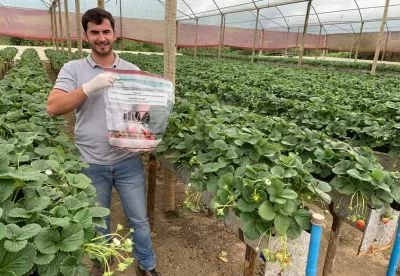 Produtor certificado de morangos