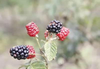 Foto mostra a fruta amora preta em detalhe