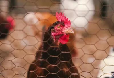 Foto mostra detalhe de uma galinha, em primeiro plano
