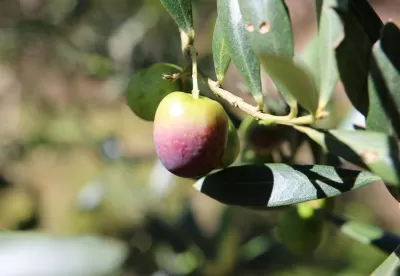 Foto de uma azeitona no pé