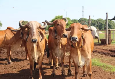 Foto mostra rebanho bovino Gir