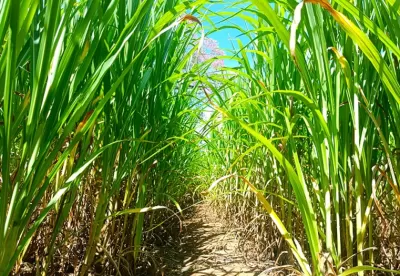 Imagem mostra detalha do plantio do capim-elefante BRS Capiaçu