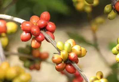 Foto mostra detalhes de frutos de café maduros no pé