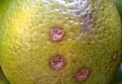 Foto mostra uma laranja com a casca ferida, com incidência do cancro cítrico