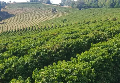 imagem plantação de café