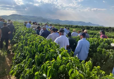 Imagem mostra e detalha o plantio de Café