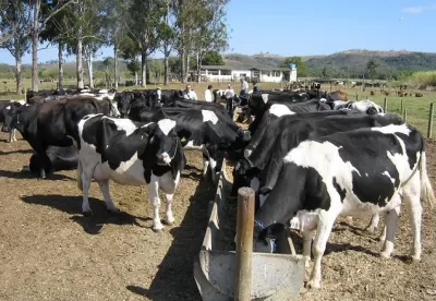 Foto mostra rebanho de gado leiteiro alimentando no cocho