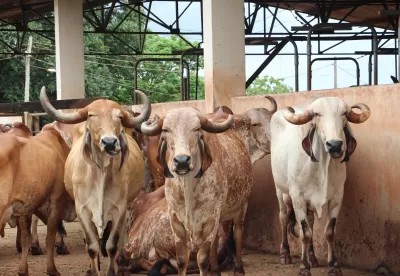 Imagens de animais no cocho
