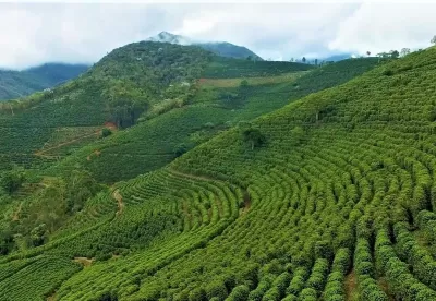 Foto de lavoura de café em Espera Feliz