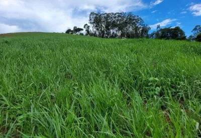 pasto verde com árvores ao fundo contrastando com céu azul nublado