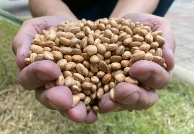 Foto mostra uma mão carregada com as sementes de feijão que serão distribuídas