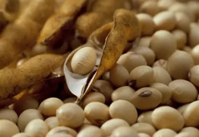 Detalhe de grão de soja
