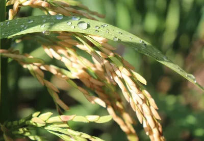 Parceria entre Emater e Epamig foi fundamental para o trabalho
