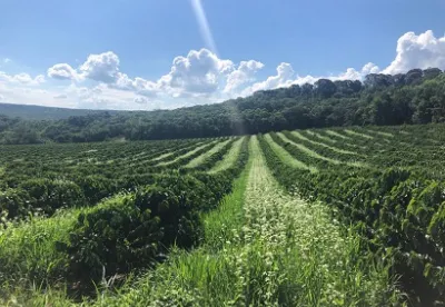 Lavoura de café com floresta natural ao fundo