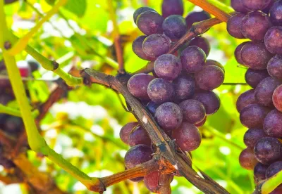 Produção de uvas em Grão Mogol