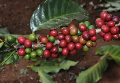 O café, carro-chefe das exportações do agro mineiro alcançou US$ 6,88 bilhões