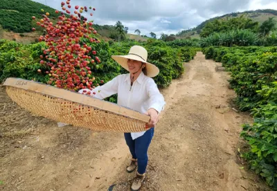 O café respondeu por 57,2% do valor total exportado do agro mineiro