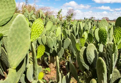 A palma forrageira é resiliente, eficiente no uso da água e tem alto potencial produtivo