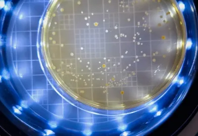 Visualização de microrganismos de queijo artesanal