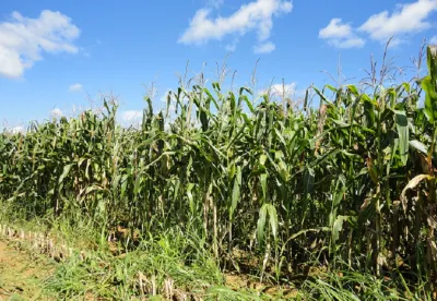 Foto mostra área plantada com milho
