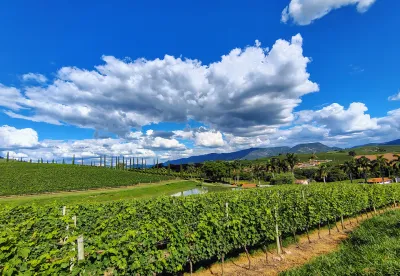Vinhedos Casa Geraldo Andradas-MG