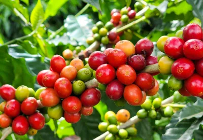 Imagem de grãos de café maduros