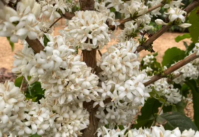 Florada do cafeeiro cultivar MGS Ametista