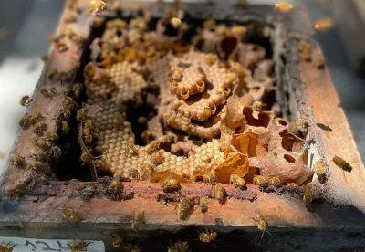 Imagem mostra abelhas