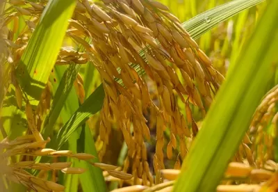 Foto de grãos de arroz em detalhe na lavoura