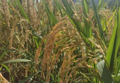 Crédito (foto): Acervo/Janine Guedes