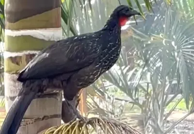 Crédito (foto): Divulgação/Emater-MG