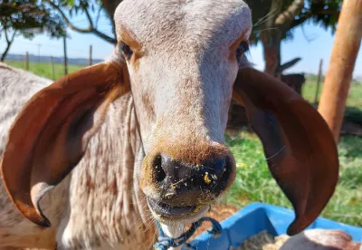 A imagem mostra um único bezerro de frente para a câmera